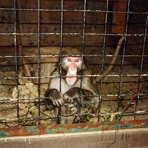 Grömitz 2000 - Japanese Macaque
