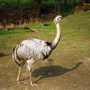 Grömitz 2000 - Rhea