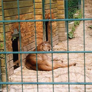 Grömitz 2000 - Puma