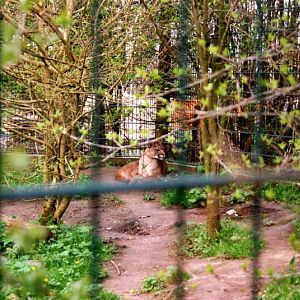 Grömitz 2000 - Puma