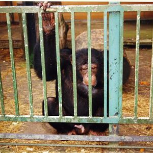 Grömitz 2000 - Chimpanzee