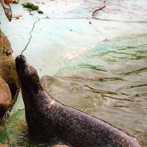 Grömitz 2000 - Harbor seal