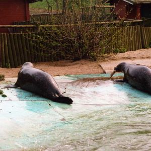 Grömitz 2000 - Harbor seal
