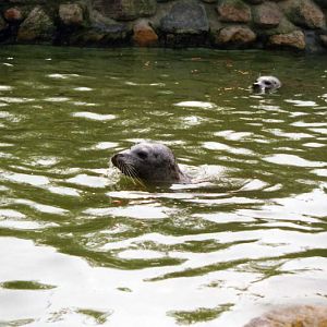 Grömitz 2000 - Harbor seal