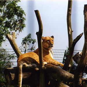 Grömitz 2001 - Liger