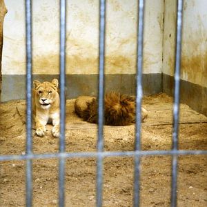 Lübeck 1994 - Lions