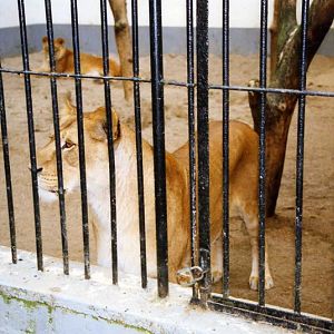 Lübeck 1994 - Lions