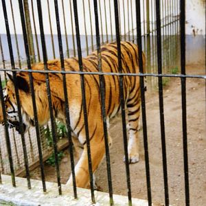 Lübeck 1994 - Tiger