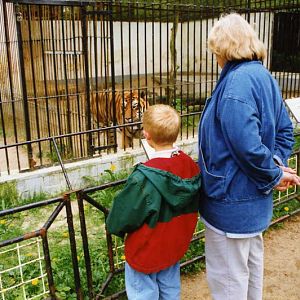 Lübeck 1994 - Tiger