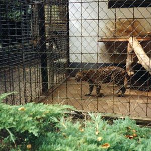 Lübeck 1997 - Leopard