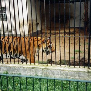 Lübeck 1997 - Tiger