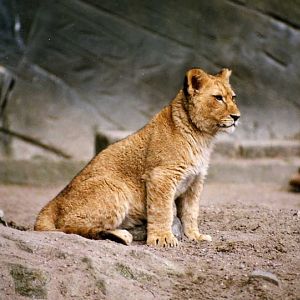 Hagenbeck 1993 - Lion