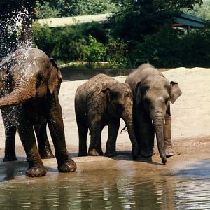 Hagenbeck 1995 - Elephants