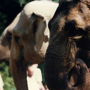 Hagenbeck 1995 - Elephants