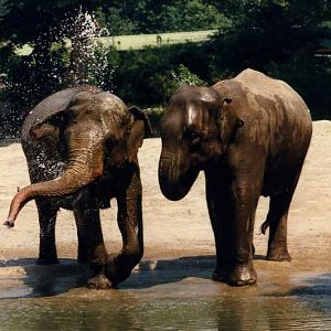 Hagenbeck 1995 - Elephants