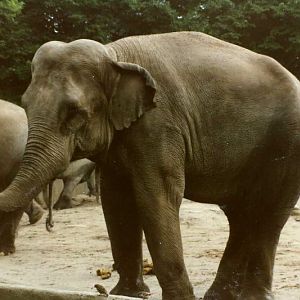Hagenbeck 1995 - Elephant