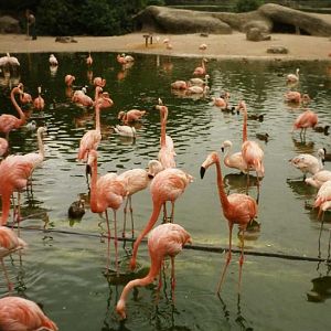 Hagenbeck 1995 - Flamingos