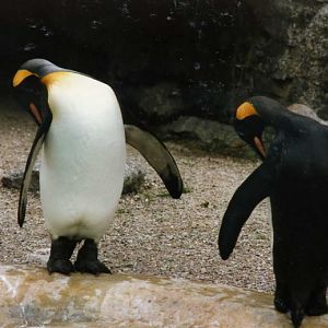 Hagenbeck 1995 - King-penguins