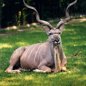 Hagenbeck 1995 - Kudu