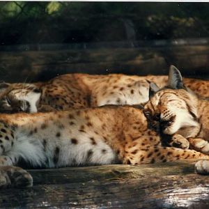 Hagenbeck 1995 - Lynx