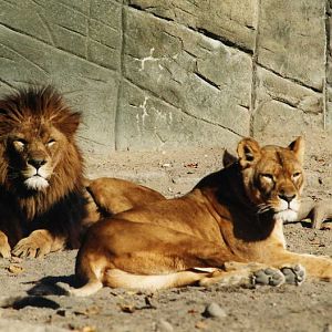 Hagenbeck 1995 - Lions
