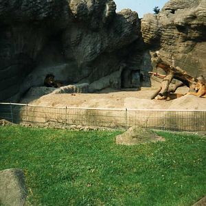 Hagenbeck 1995 - Lionenclosure