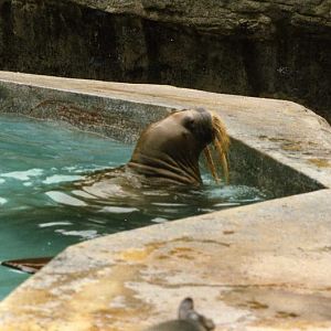 Hagenbeck 1995 - Walrus