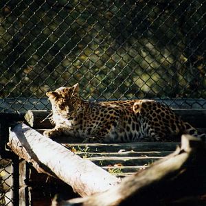 Hagenbeck 1996 - Chinese leopard