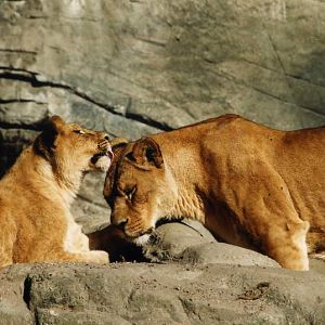 Hagenbeck 1996 - Lions