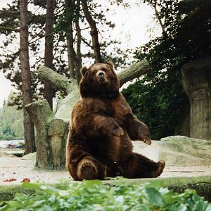 Hagenbeck 1997 - Kodiak