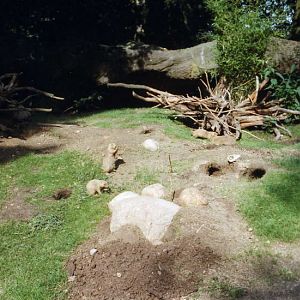 Hagenbeck 1997 - Prairiedogs