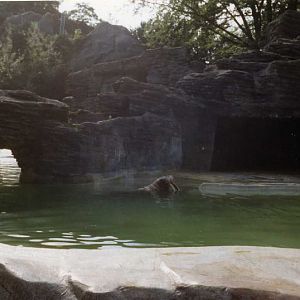 Hagenbeck 1997 - Walrus