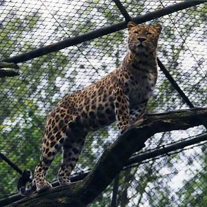 Hagenbeck 1998 - Chinese leopard
