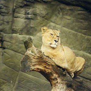 Hagenbeck 1999 - Lioness