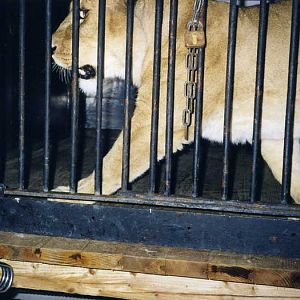 Hagenbeck 2000 - Old lionhouse