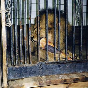 Hagenbeck 2000 - Old lionhouse