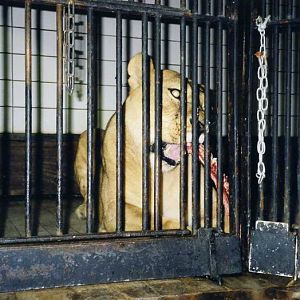 Hagenbeck 2000 - Old lionhouse