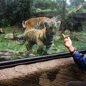 Hagenbeck 2000 - Tigers