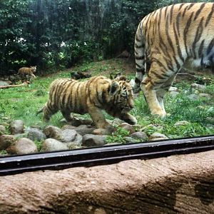 Hagenbeck 2000 - Tigers