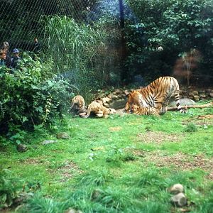 Hagenbeck 2000 - Tigers