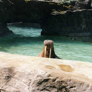 Hagenbeck 2000 - Walrus