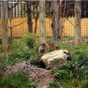 London 1999 - Meerkats