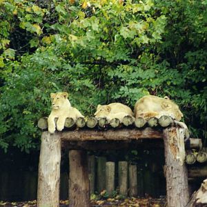 London 1999 - Indian lions