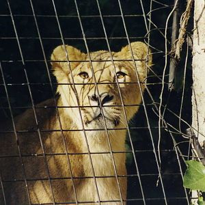 London 1999 - Indian lion