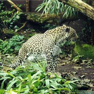 London 1999 - Persian leopard