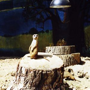 Paris 2000 - Meerkat