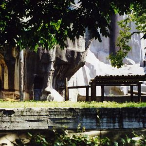 Paris 2000 - Lion enclosure