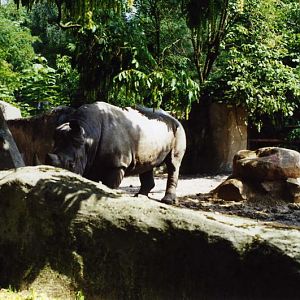 Paris 2000 - White rhino