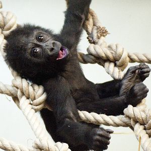 Baby female gorilla