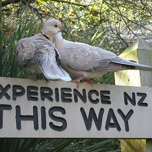 experience NZ this way!